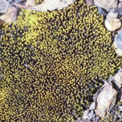 Unidentified Moss, Liverwort or Hornwort at Merriangaah, NSW - 27 Sep 2023 by AlisonMilton