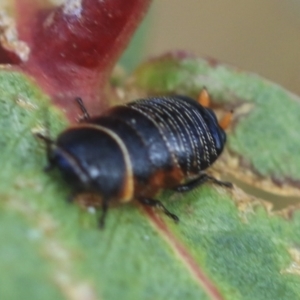 Ellipsidion australe at Bobundara, NSW - 27 Sep 2023