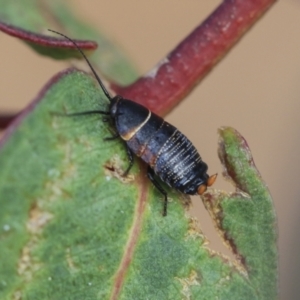 Ellipsidion australe at Bobundara, NSW - 27 Sep 2023