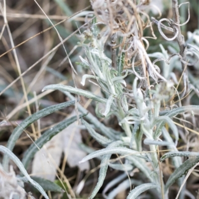 Senecio quadridentatus (Cotton Fireweed) at Bobundara Nature Reserve - 27 Sep 2023 by AlisonMilton