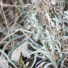 Senecio quadridentatus (Cotton Fireweed) at Bobundara Nature Reserve - 27 Sep 2023 by AlisonMilton