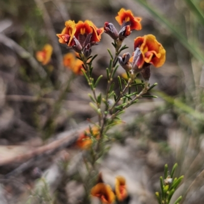 Dillwynia sp. Yetholme (P.C.Jobson 5080) NSW Herbarium at Captains Flat, NSW - 3 Oct 2023 by Csteele4