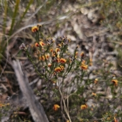 Dillwynia sp. Yetholme (P.C.Jobson 5080) NSW Herbarium at Captains Flat, NSW - 4 Oct 2023