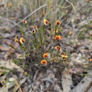 Dillwynia sp. Yetholme (P.C.Jobson 5080) NSW Herbarium at Captains Flat, NSW - 4 Oct 2023