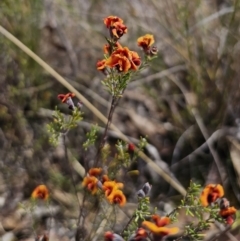 Dillwynia sp. Yetholme (P.C.Jobson 5080) NSW Herbarium at Captains Flat, NSW - 4 Oct 2023 12:33 AM