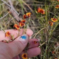 Dillwynia sp. Yetholme (P.C.Jobson 5080) NSW Herbarium at Captains Flat, NSW - 4 Oct 2023 12:33 AM