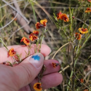 Dillwynia sp. Yetholme (P.C.Jobson 5080) NSW Herbarium at Captains Flat, NSW - 4 Oct 2023