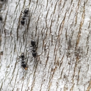 Anonychomyrma sp. (genus) (Black Cocktail Ant) at Bobundara, NSW by AlisonMilton