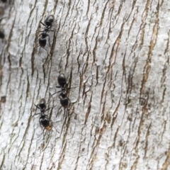 Anonychomyrma sp. (genus) (Black Cocktail Ant) at Bobundara, NSW - 27 Sep 2023 by AlisonMilton