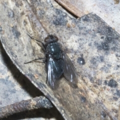 Unverified Blow fly (Calliphoridae) at Merriangaah, NSW - 27 Sep 2023 by AlisonMilton