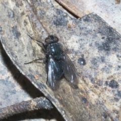 Unidentified Blow fly (Calliphoridae) at Merriangaah, NSW - 27 Sep 2023 by AlisonMilton