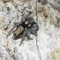 Maratus plumosus (Plumed Peacock Spider) at Merriangaah, NSW - 27 Sep 2023 by AlisonMilton