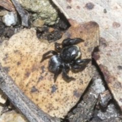 Unidentified Jumping or peacock spider (Salticidae) at Merriangaah, NSW - 27 Sep 2023 by AlisonMilton