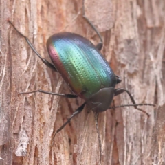 Chalcopteroides sp. (genus) (Rainbow darkling beetle) at Caladenia Forest, O'Connor - 3 Oct 2023 by ConBoekel