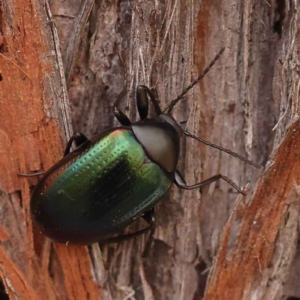 Chalcopteroides sp. (genus) at Acton, ACT - 3 Oct 2023