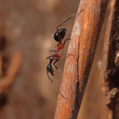 Camponotus intrepidus (Flumed Sugar Ant) at O'Connor, ACT - 3 Oct 2023 by ConBoekel