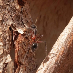 Camponotus intrepidus at O'Connor, ACT - 3 Oct 2023