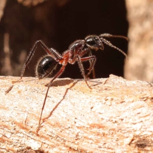 Camponotus intrepidus at O'Connor, ACT - 3 Oct 2023
