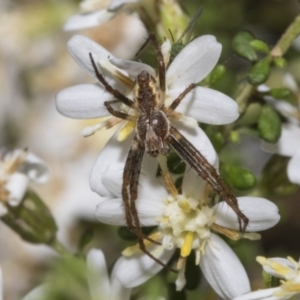 Salsa sp. (genus) at Bruce Ridge - 16 Sep 2023 01:48 PM