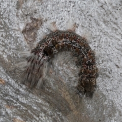 Euproctis baliolalis (Browntail Gum Moth) at Bruce Ridge - 16 Sep 2023 by AlisonMilton
