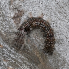 Euproctis baliolalis (Browntail Gum Moth) at Bruce Ridge to Gossan Hill - 16 Sep 2023 by AlisonMilton