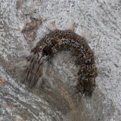 Euproctis baliolalis (Browntail Gum Moth) at Bruce Ridge - 16 Sep 2023 by AlisonMilton