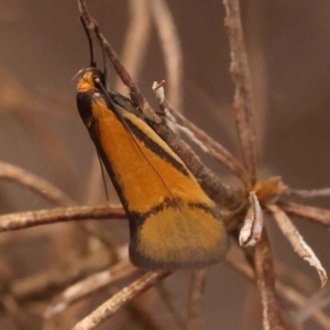 Philobota undescribed species near arabella (A concealer moth) at O'Connor, ACT by ConBoekel