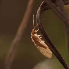 Oedosmylus tasmaniensis (Lacewing) at O'Connor, ACT - 3 Oct 2023 by ConBoekel