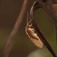 Unidentified Brown Lacewing (Hemerobiidae) at O'Connor, ACT - 2 Oct 2023 by ConBoekel
