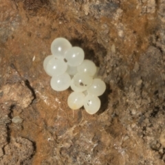 Gastropoda sp. (class) at Bruce, ACT - 16 Sep 2023