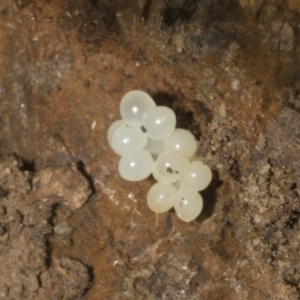 Gastropoda sp. (class) at Bruce, ACT - 16 Sep 2023 11:32 AM