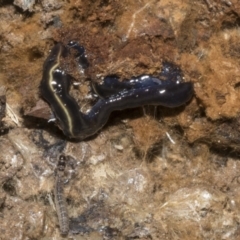 Caenoplana coerulea (Blue Planarian, Blue Garden Flatworm) at Bruce, ACT - 16 Sep 2023 by AlisonMilton