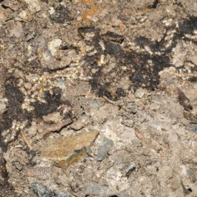 Nasutitermes sp. (genus) at Bruce Ridge - 16 Sep 2023 by AlisonMilton