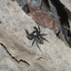 Unidentified Jumping or peacock spider (Salticidae) at Bruce, ACT - 16 Sep 2023 by AlisonMilton