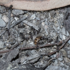 Melophorus sp. (genus) at Bruce, ACT - 16 Sep 2023