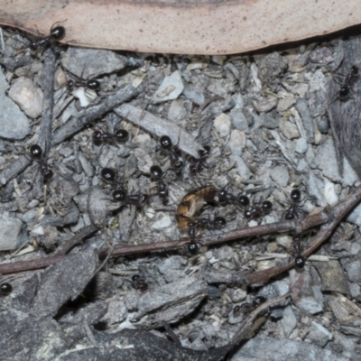 Melophorus sp. (genus) (Furnace ant) at Bruce Ridge to Gossan Hill - 16 Sep 2023 by AlisonMilton