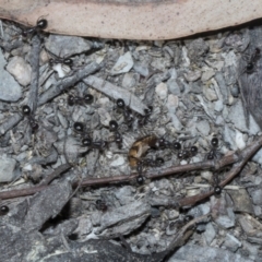 Melophorus sp. (genus) (Furnace ant) at Bruce Ridge - 16 Sep 2023 by AlisonMilton