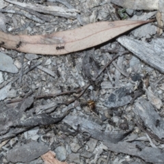 Melophorus sp. (genus) at Bruce, ACT - 16 Sep 2023