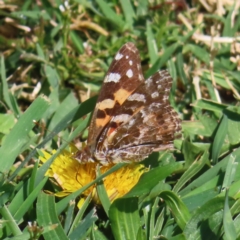 Vanessa kershawi (Australian Painted Lady) at QPRC LGA - 2 Oct 2023 by MatthewFrawley