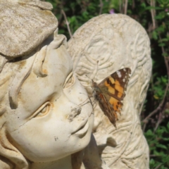 Vanessa kershawi (Australian Painted Lady) at Braidwood, NSW - 2 Oct 2023 by MatthewFrawley