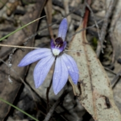 Cyanicula caerulea (Blue Fingers, Blue Fairies) at GG276 - 16 Sep 2023 by AlisonMilton