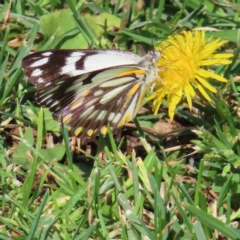 Unidentified White & Yellow (Pieridae) at Braidwood, NSW - 2 Oct 2023 by MatthewFrawley