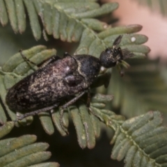Ptilophorus sp. (genus) (Wedge-shaped beetle) at GG189 - 16 Sep 2023 by AlisonMilton