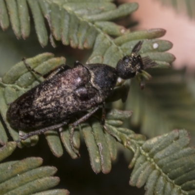 Ptilophorus sp. (genus) (Wedge-shaped beetle) at GG189 - 16 Sep 2023 by AlisonMilton