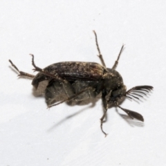 Ptilophorus sp. (genus) at Bruce, ACT - 16 Sep 2023