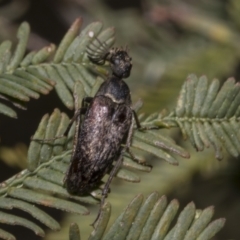 Ptilophorus sp. (genus) at Bruce, ACT - 16 Sep 2023