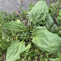 Plantago major (Greater Plantain) at Lower Molonglo - 3 Oct 2023 by Steve_Bok