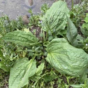 Plantago major at Stromlo, ACT - 3 Oct 2023 05:13 PM