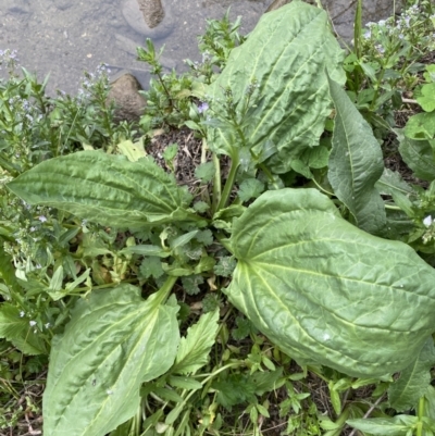 Plantago major (Greater Plantain) at Lower Molonglo - 3 Oct 2023 by Steve_Bok