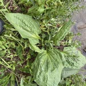 Plantago major at Stromlo, ACT - 3 Oct 2023 05:13 PM